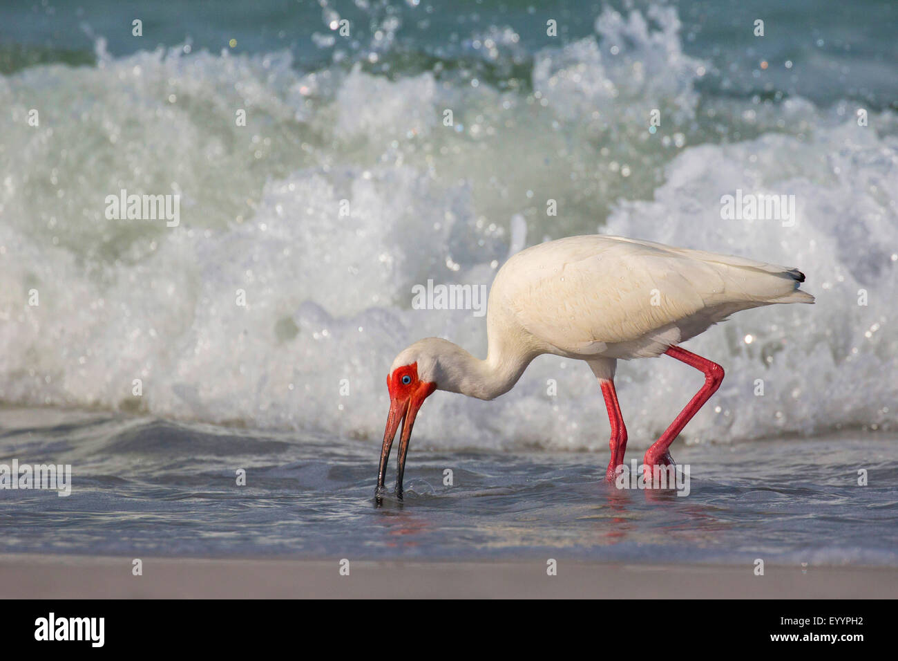 Ibis blanco (Eudocimus albus), buscando comida en la línea deriva en frente de el romper de las olas, EEUU, Florida, Tampa Westkueste Foto de stock