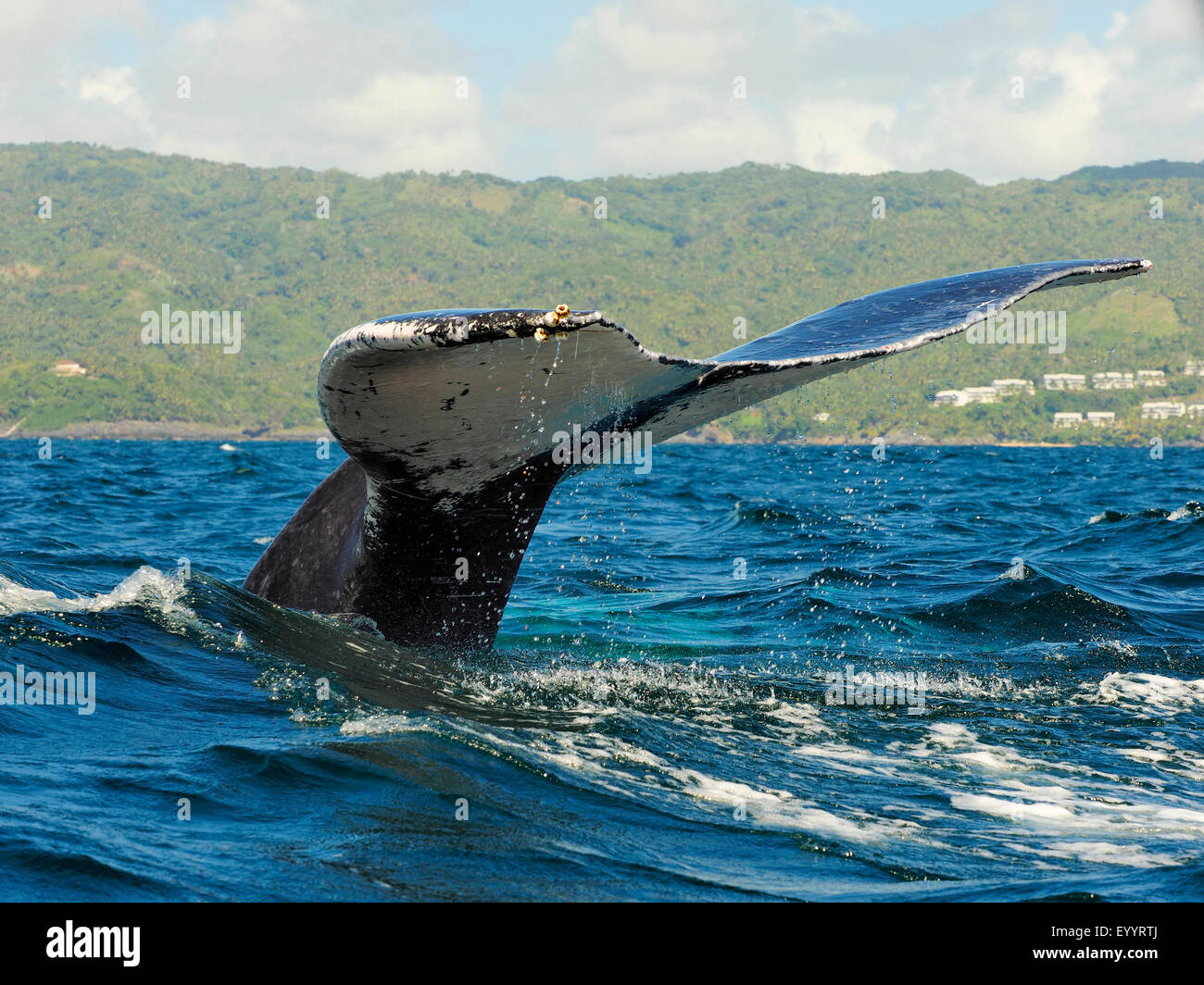 La ballena jorobada (Megaptera novaeangliae), aletas traseras, Samana, República Dominicana Foto de stock