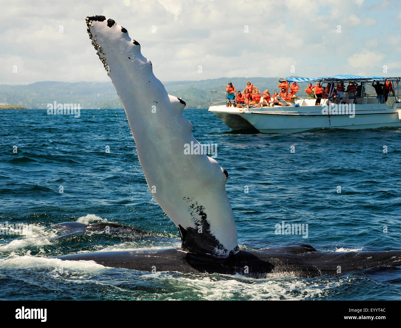 La ballena jorobada (Megaptera novaeangliae), la ballena jorobada bofetadas su aleta, avistamiento de ballenas, de República Dominicana, Samana Foto de stock
