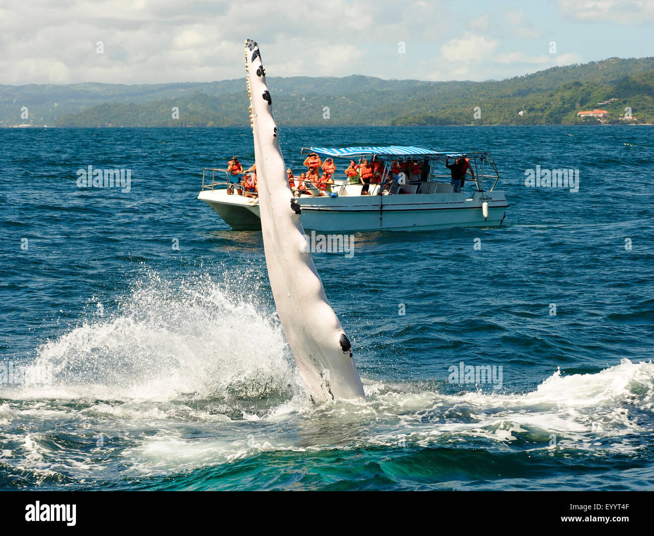La ballena jorobada (Megaptera novaeangliae), la ballena jorobada bofetadas su aleta, avistamiento de ballenas, de República Dominicana, Samana Foto de stock