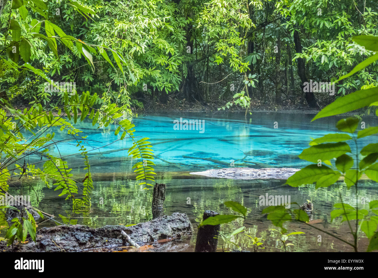 Emerald Pool de Wildlife Sanctuary Sa Morakot, Tailandia, Santuario de Vida Silvestre Sa Morakot Foto de stock