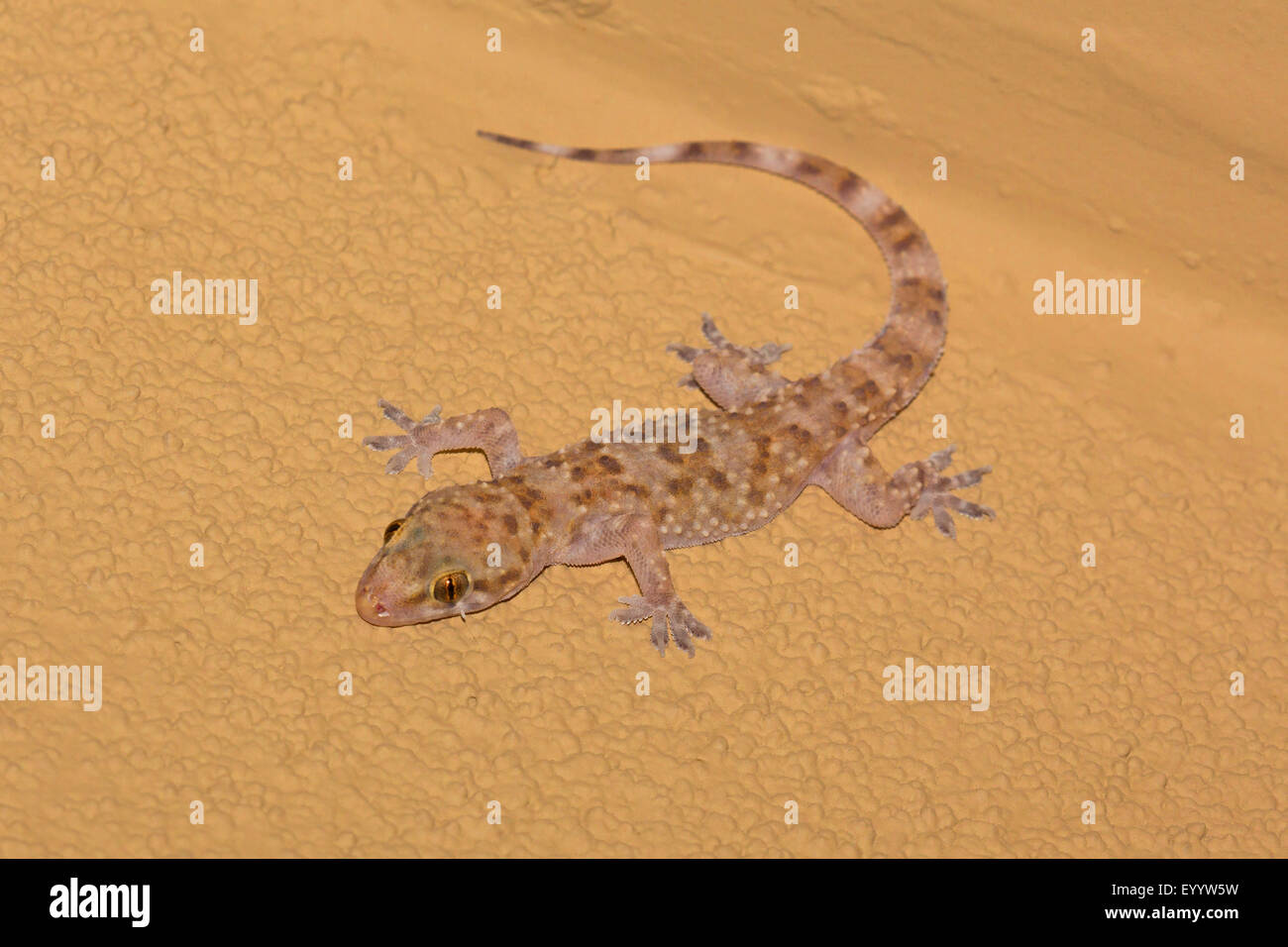 Turco, Mediterráneo gecko gecko (Hemidactylus turcicus), se sienta en un revestimiento, Arizona, EE.UU. Foto de stock