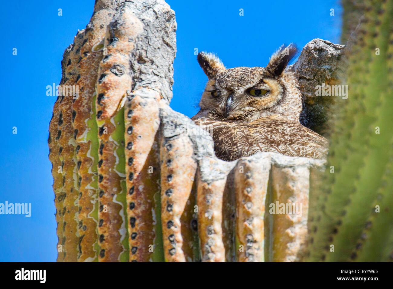 Gran búho cornudo (Bubo virginianus), reproduciéndose en el Saguaro, Arizona, EE.UU. Foto de stock