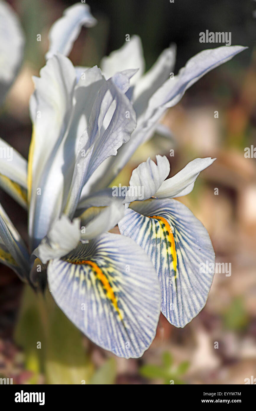 (Iris lutescens), planta de flor Foto de stock