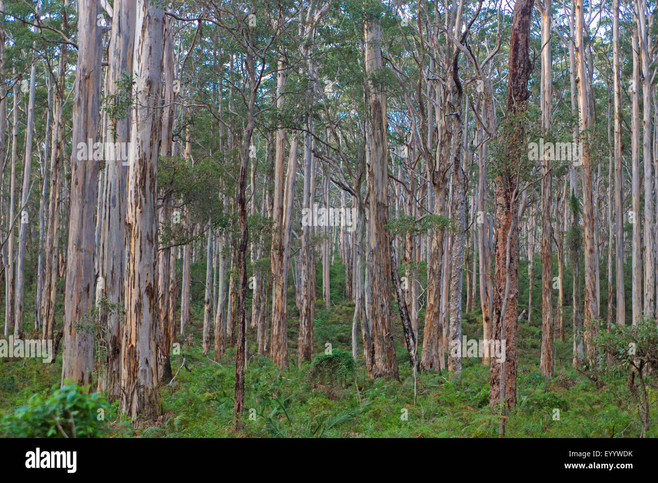 Bosque de eucaliptos en el suroeste de Australia, Australia, Australia Occidental, Cave Road Foto de stock