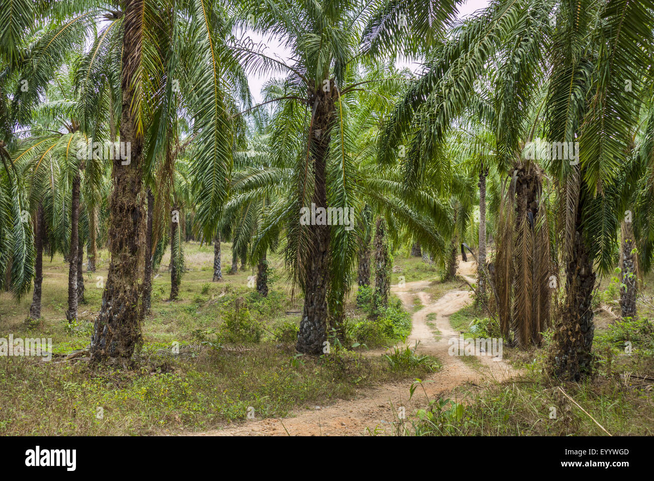 Palma de aceite (Elaeis guineensis), plantación de palma de aceite, Tailandia, Krabi Foto de stock