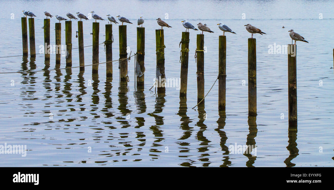 De patas amarillas (Larus michahellis, Larus cachinnans michahellis), juveniles y adultos en una larga fila de postes de madera de un puerto de yates, en Alemania, en Baviera, el lago Chiemsee Foto de stock