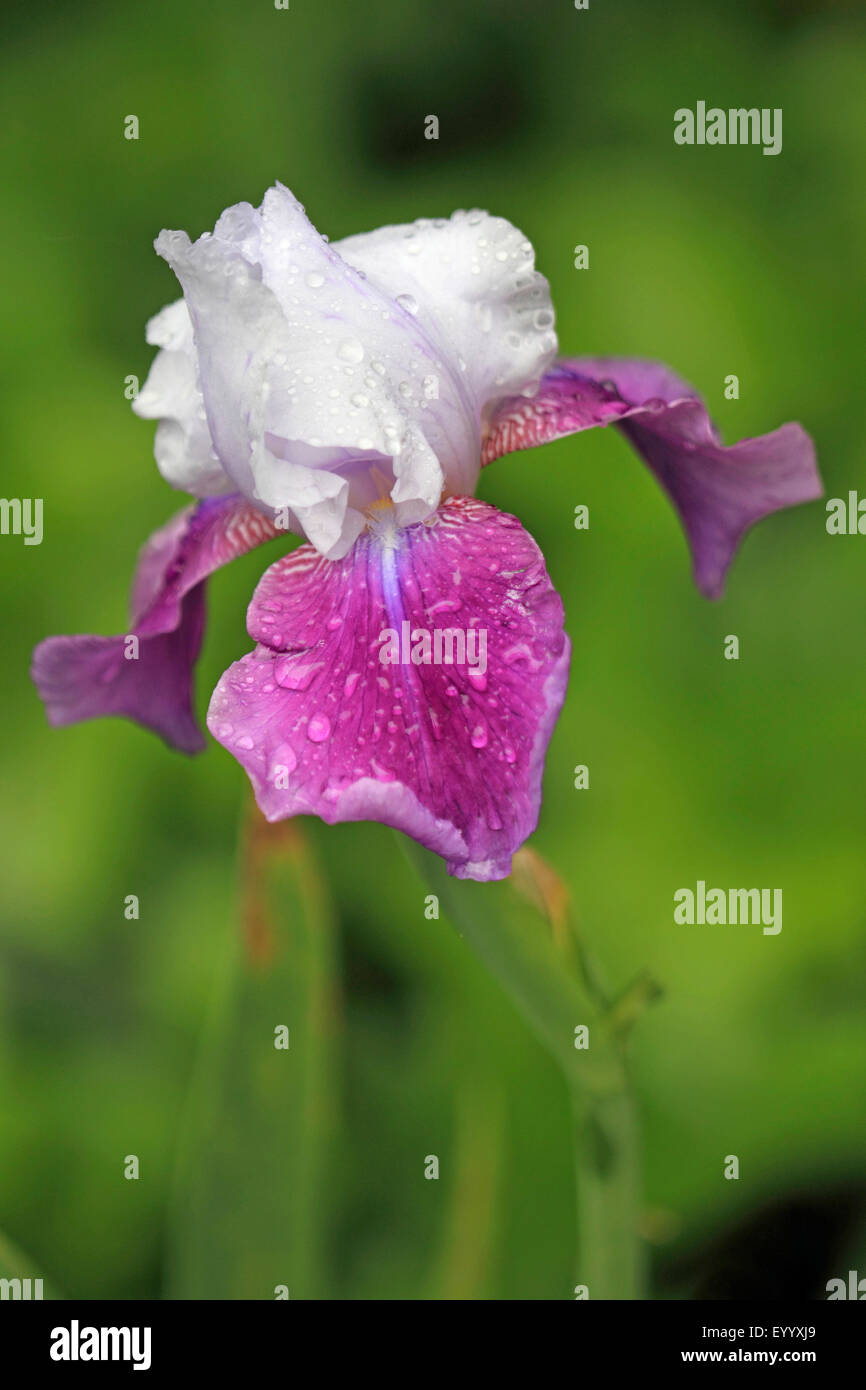 Jardín iris, Alemán, iris Iris Barbado, Fleur de Lis (Iris germanica), flor con gotas de lluvia Foto de stock