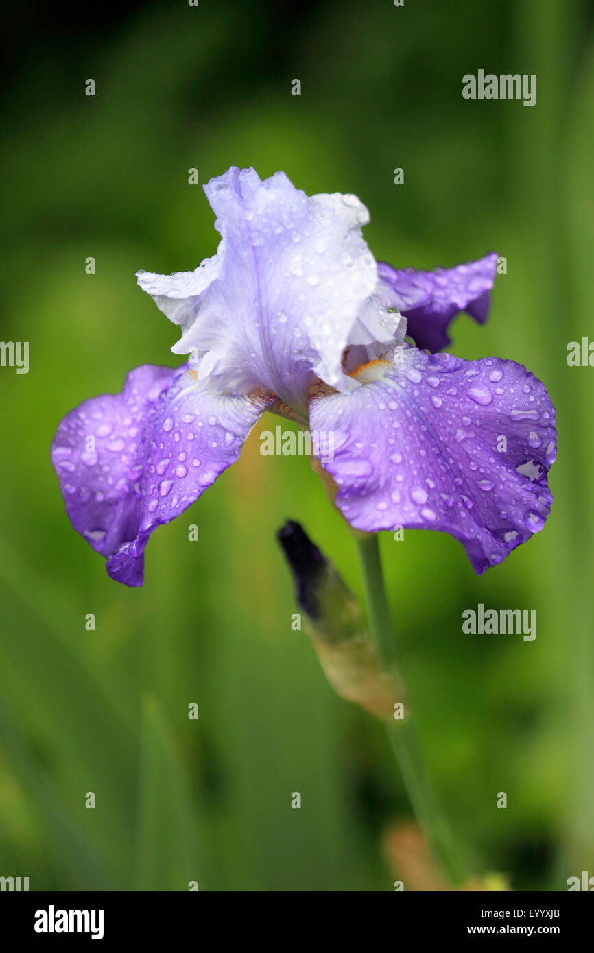 Jardín iris, Alemán, iris Iris Barbado, Fleur de Lis (Iris germanica), flor con gotas de lluvia Foto de stock