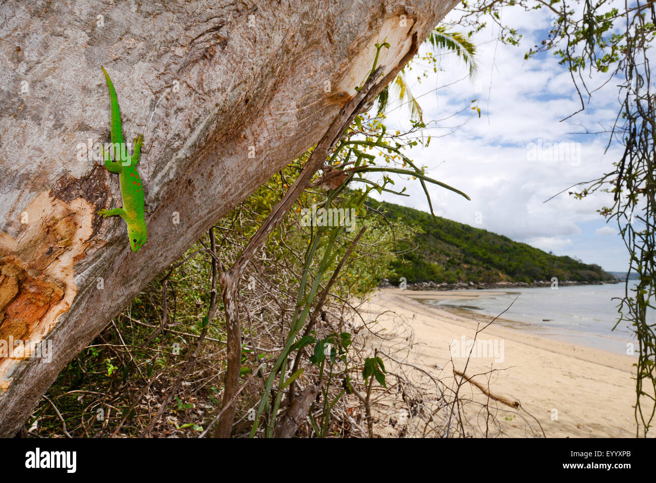 Geco diurno gigante de Madagascar (Phelsuma madagascariensis grandis, Phelsuma grandis), sobre el tronco de un árbol en el paisaje costero, MADAGASCAR Nosy Be, Lokobe Reserva Foto de stock
