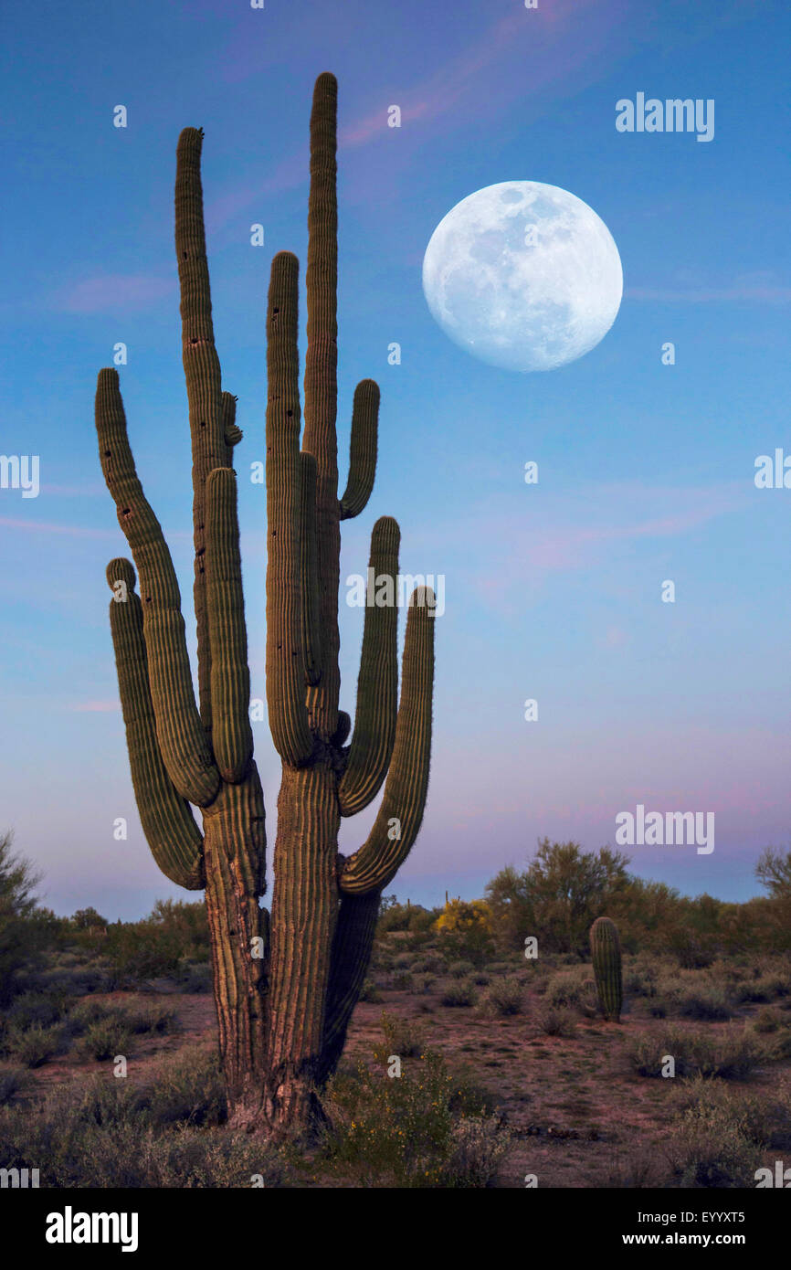 Cacto saguaro (Carnegiea gigantea, Cereus giganteus), delante de la luna llena en el cielo nocturno, Phoenix, Arizona, EE.UU. Foto de stock