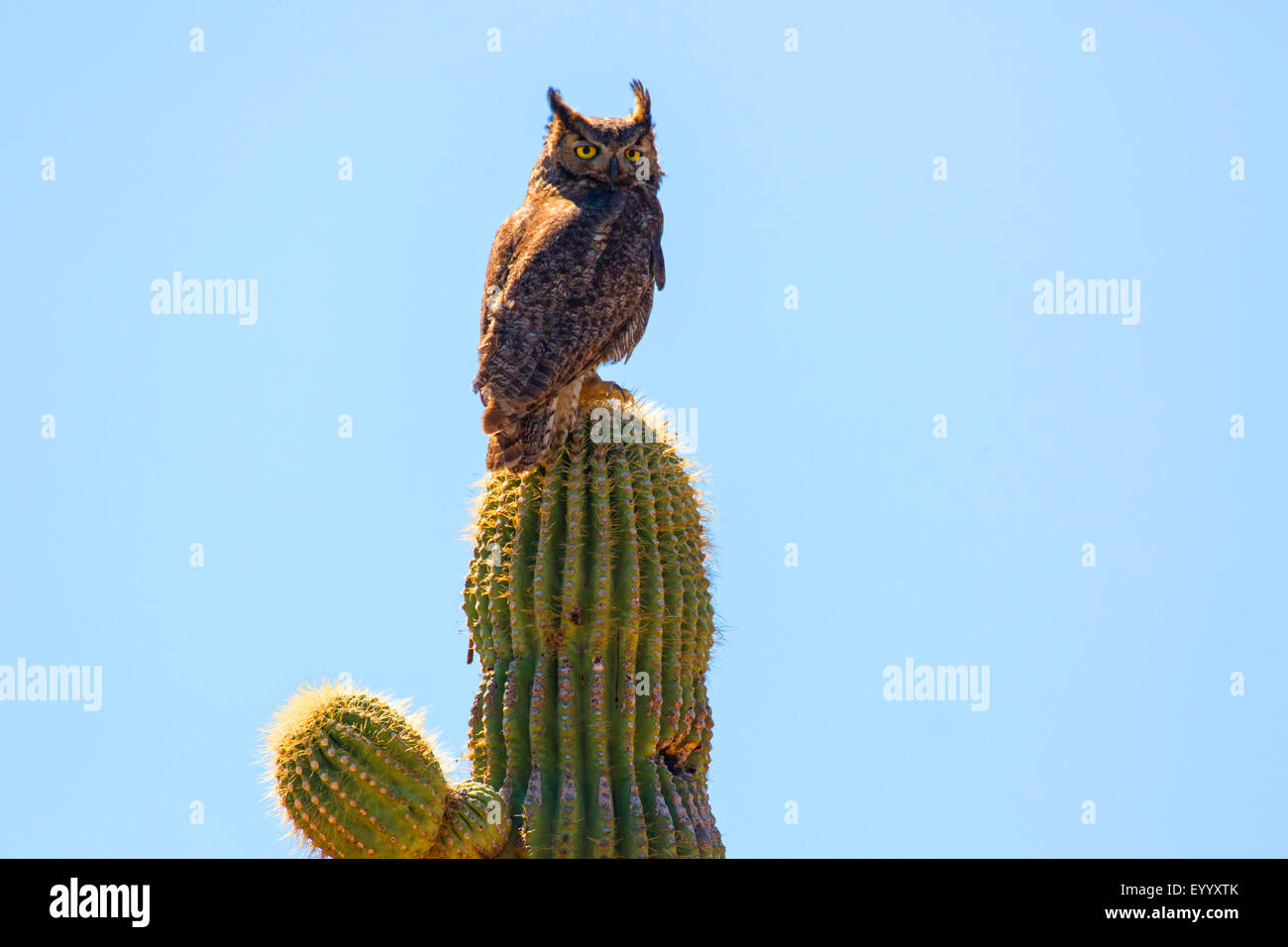 Gran búho cornudo (Bubo virginianus), ontip de un cacto saguaro, Phoenix, Arizona, EE.UU. Foto de stock