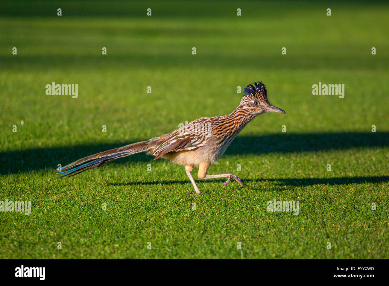 Correcaminos menor (Geococcyx velox), al acecho de presas, Arizona, EE.UU. Foto de stock