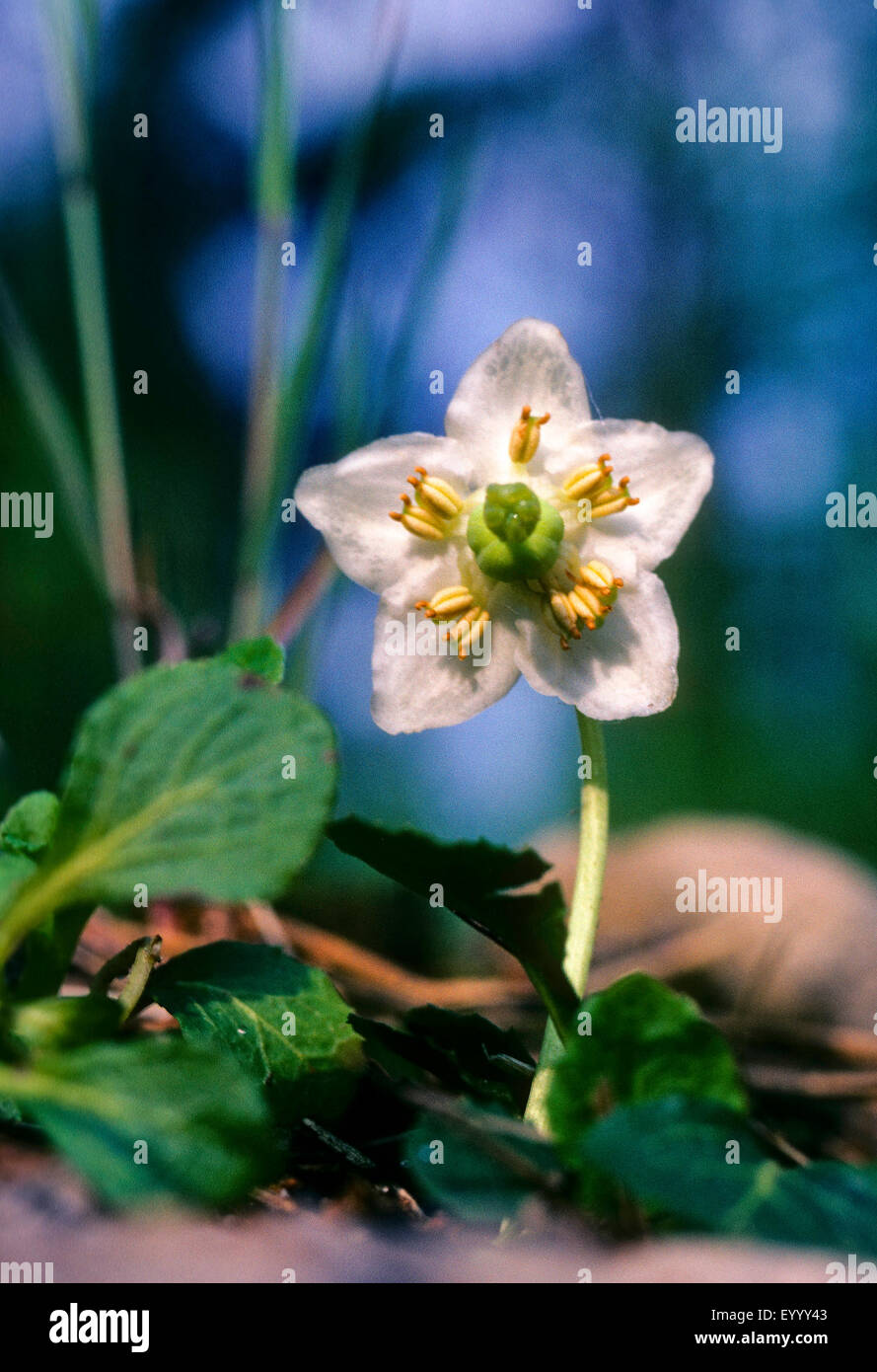 Uno de flor, Pyrola Woodnymph, uno de flor wintergreen, solo deleite, flor de cera (Moneses uniflora), flor, Alemania Foto de stock