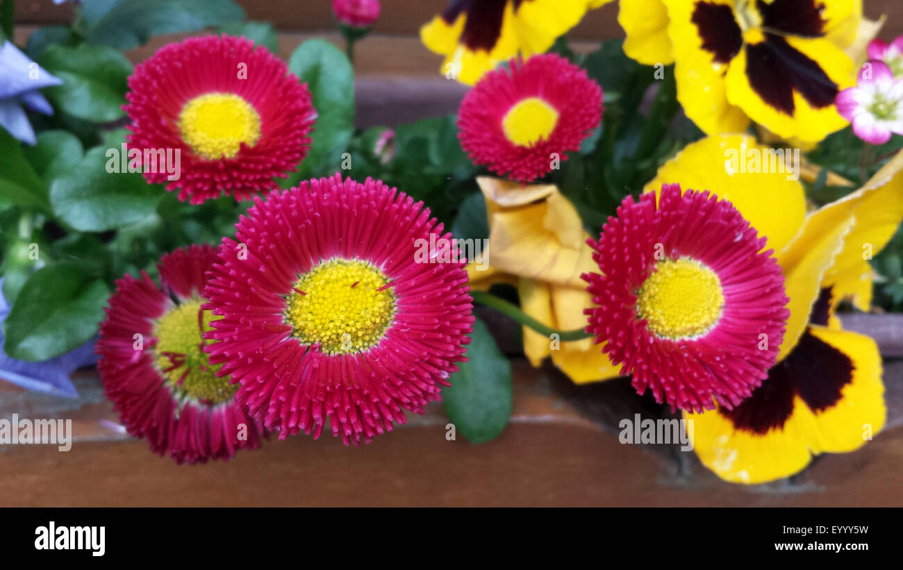 Daisy común, césped, Margarita (Bellis perennis margarita en inglés