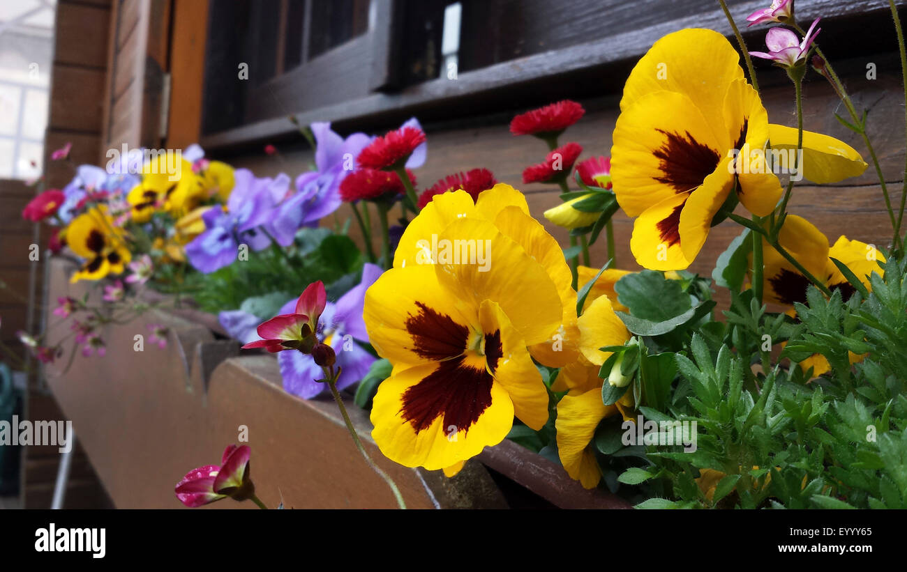 Maricón, maricón violeta (Viola x wittrockiana, Viola, Viola wittrockiana hybrida), junto con el inglés, margaritas en un cuadro de flores, Alemania Foto de stock