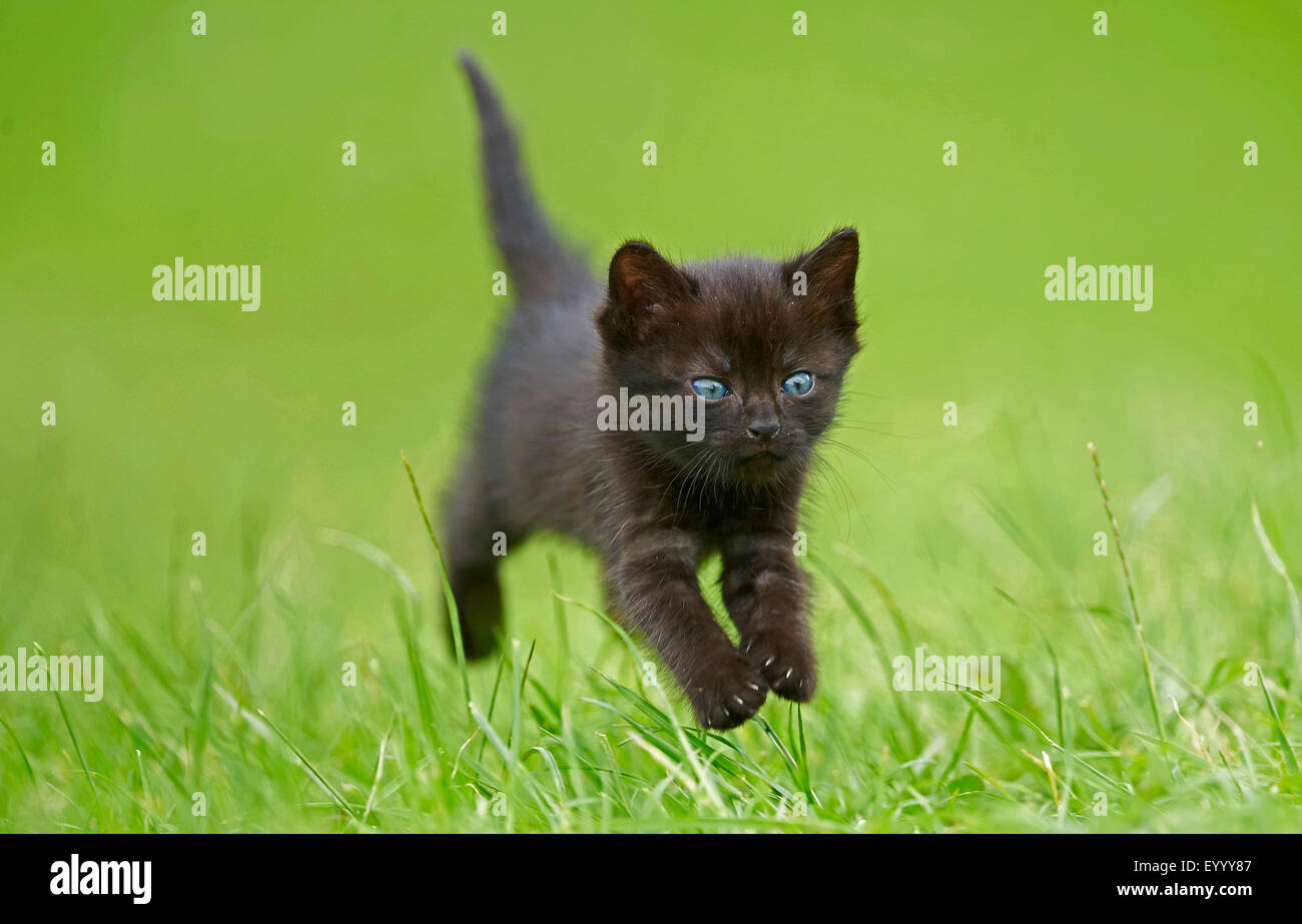 Gato doméstico, los gatos domésticos (Felis silvestris catus) f., seis semanas viejo negro gatito en una pradera, Alemania Foto de stock