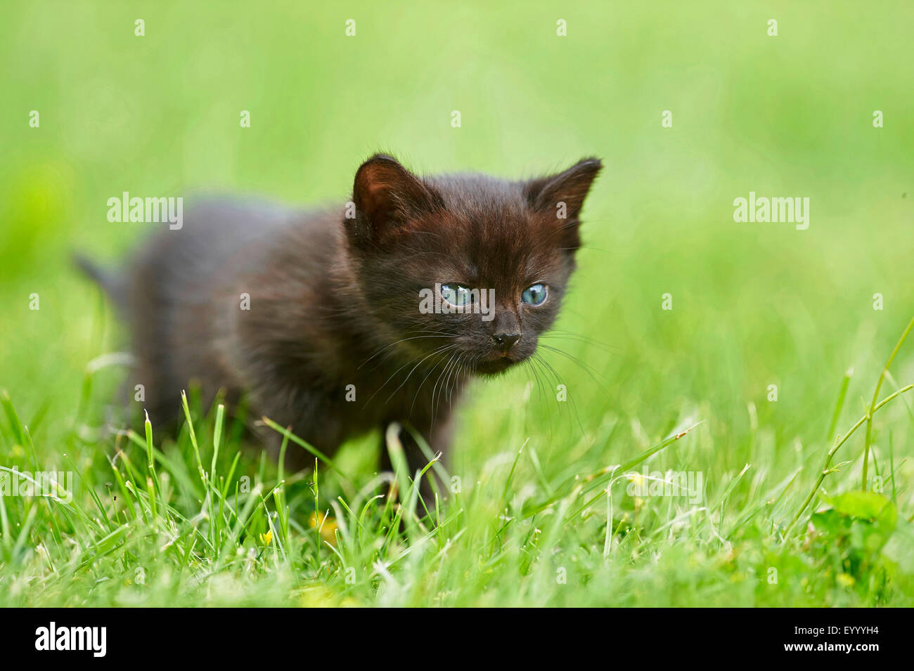Gato doméstico, los gatos domésticos (Felis silvestris catus) f., seis semanas viejo negro gatito de pie en una pradera, Alemania Foto de stock