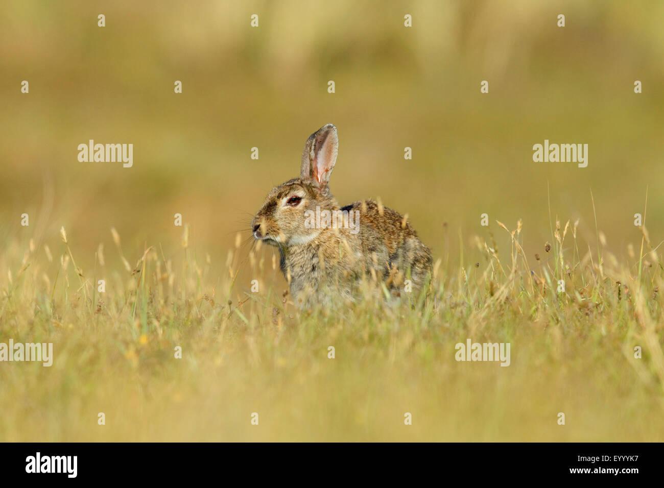Conejo europeo (Oryctolagus cuniculus), conejo está enfermo con mixomatosis, Países Bajos Foto de stock