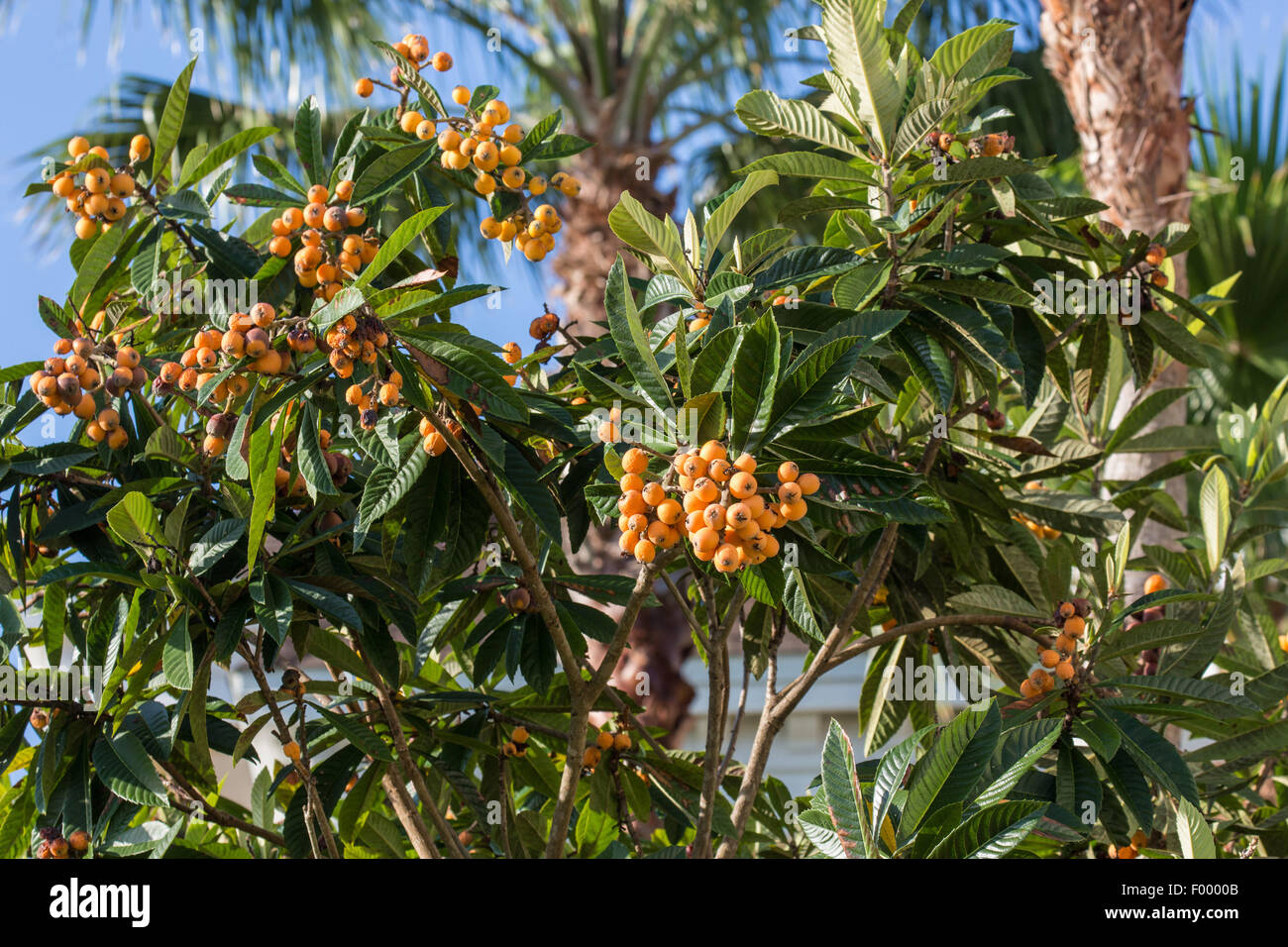 Níspero, ciruelo japonés (Eriobotrya japonica), árbol con muchos frutos, EEUU, Florida Foto de stock