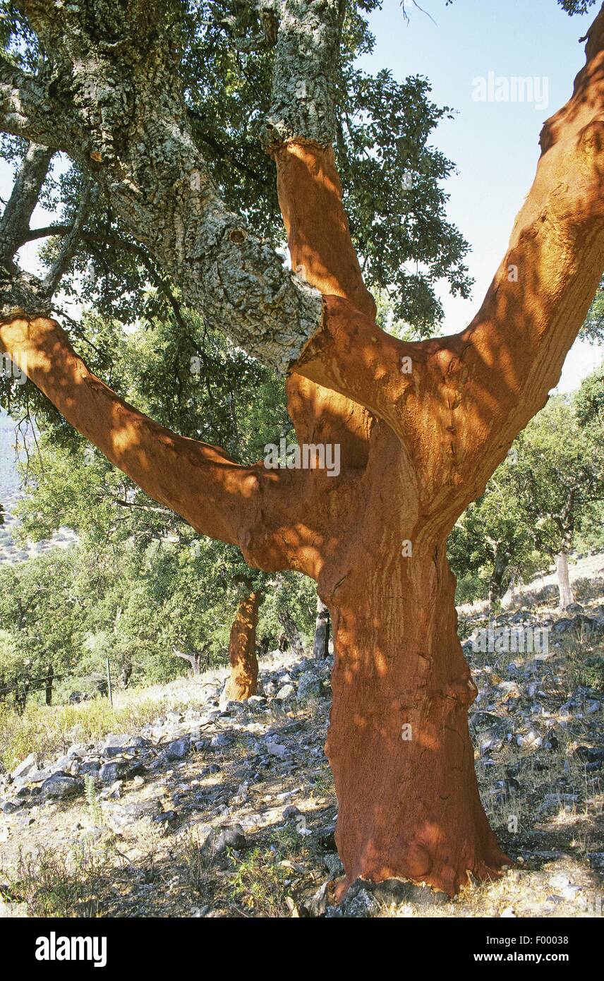 El alcornoque (Quercus suber) Foto de stock