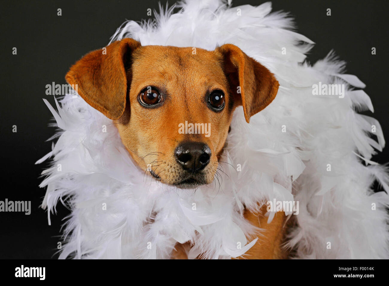 La boa de plumas blancas fotografías e imágenes de alta resolución - Alamy