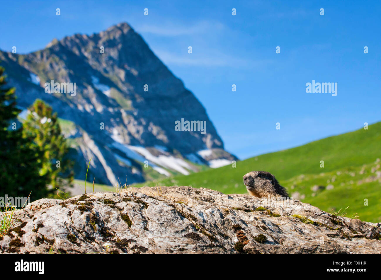 La marmota alpina (Marmota marmota), compañeros detrás de una roca, Suiza, Alpstein, Schwaegalp Foto de stock