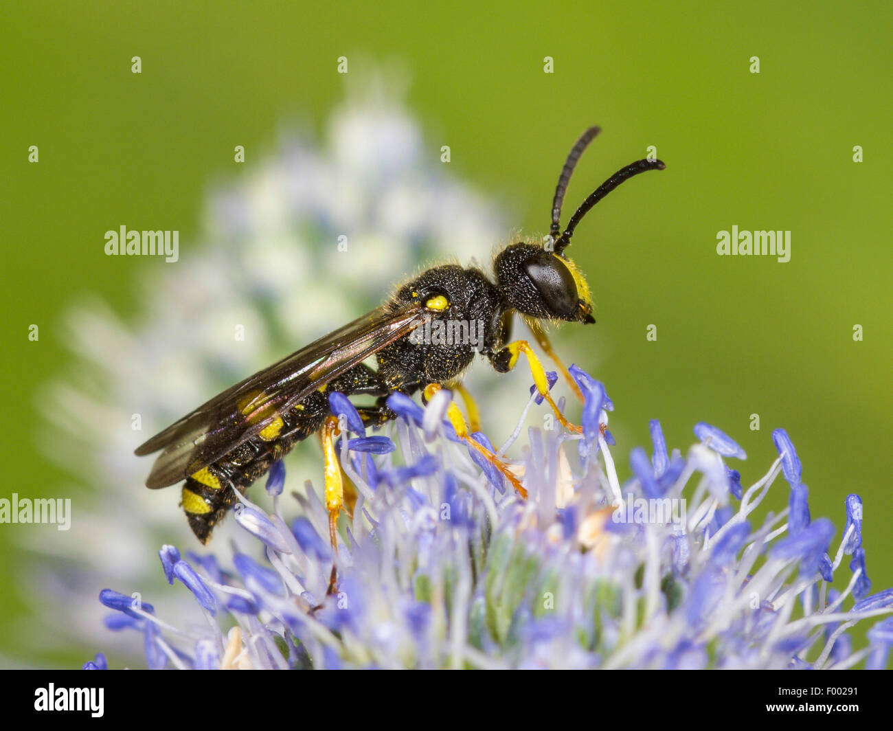 Cola ornamentado Digger (WASP), macho rybyensis Cerceris cazando Eryngo (Eryngium planum), Alemania Foto de stock