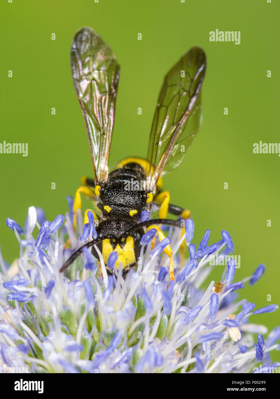 Cola ornamentado Digger (WASP), macho rybyensis Cerceris cazando Eryngo (Eryngium planum), Alemania Foto de stock