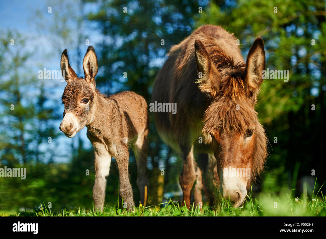 Asno doméstico (Equus asinus asinus), madre con sus 8 horas de viejo adolescente, Alemania Foto de stock