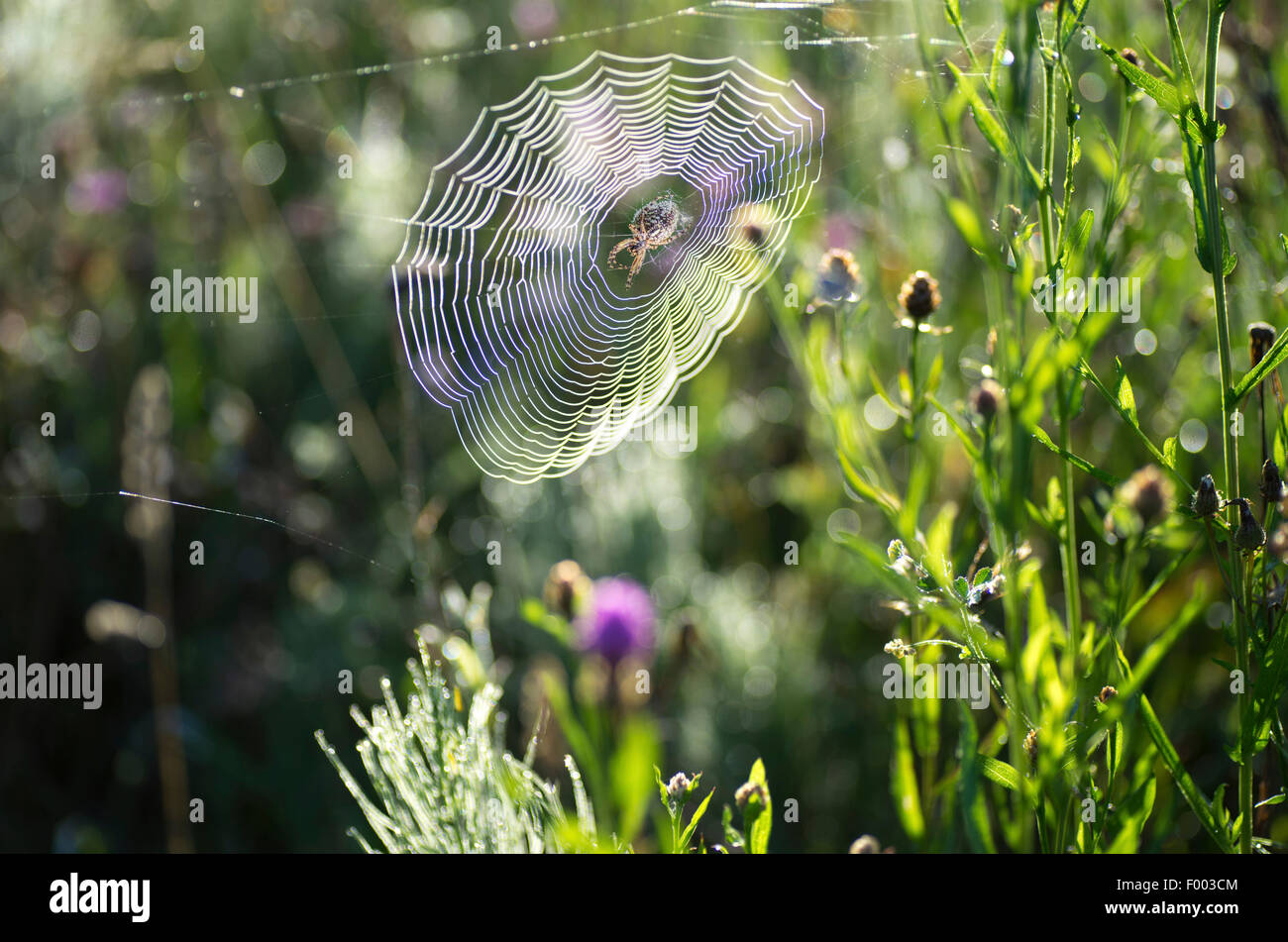 Las arañas (Araneae), araña en una web, Alemania, Baviera, Oberbayern, Alta Baviera Foto de stock