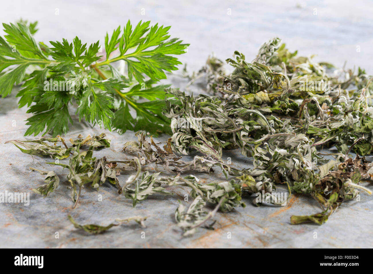 Mugwort común, común ajenjo (Artemisia vulgaris), de hojas frescas y secas, Alemania Foto de stock