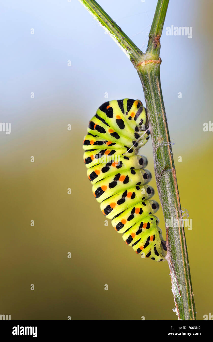Especie (Papilio machaon), Caterpillar, comienza la fase de pupa, Alemania Foto de stock