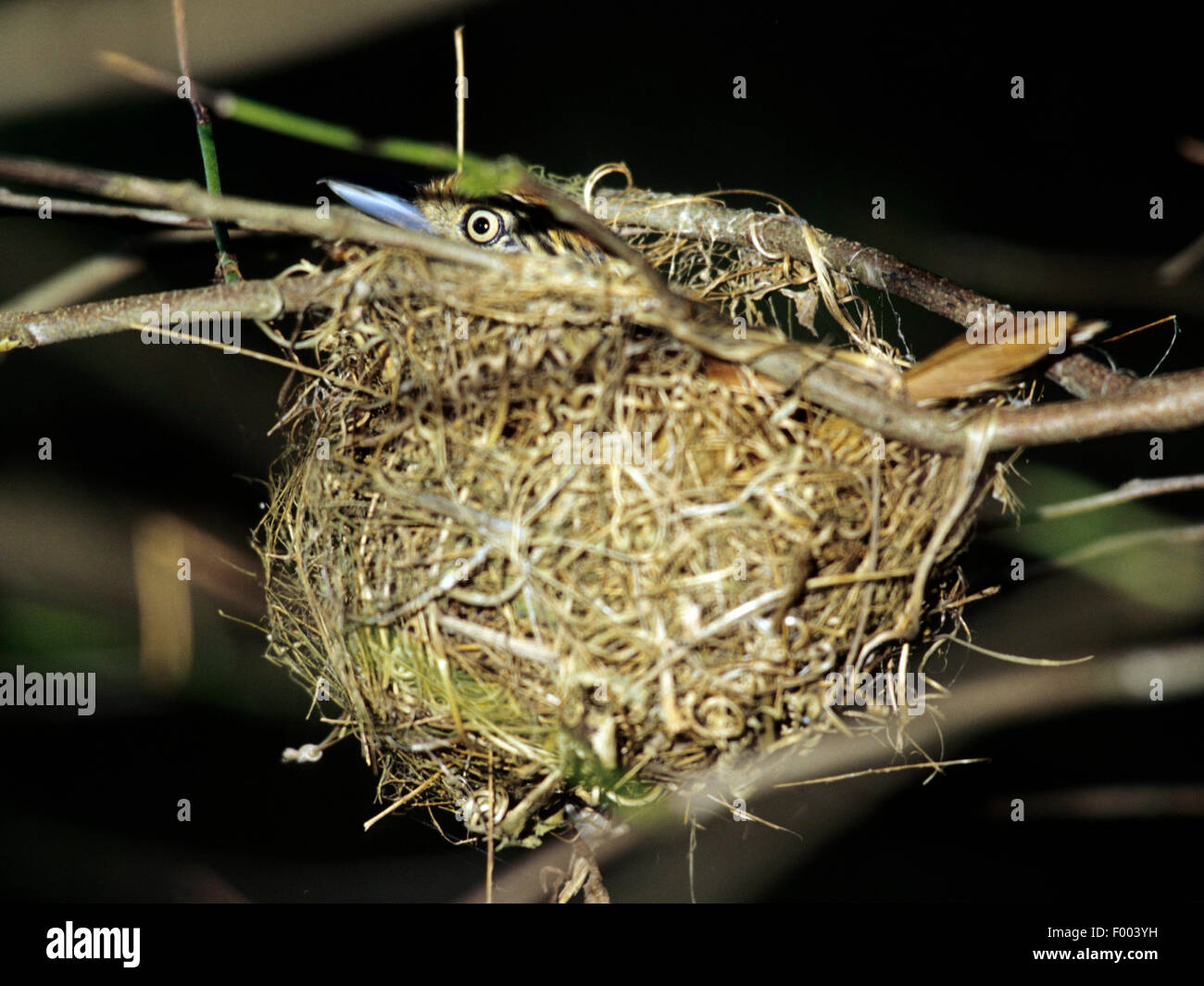Prohibido (Thamnophilus antshrike doliatus), en su nido Foto de stock