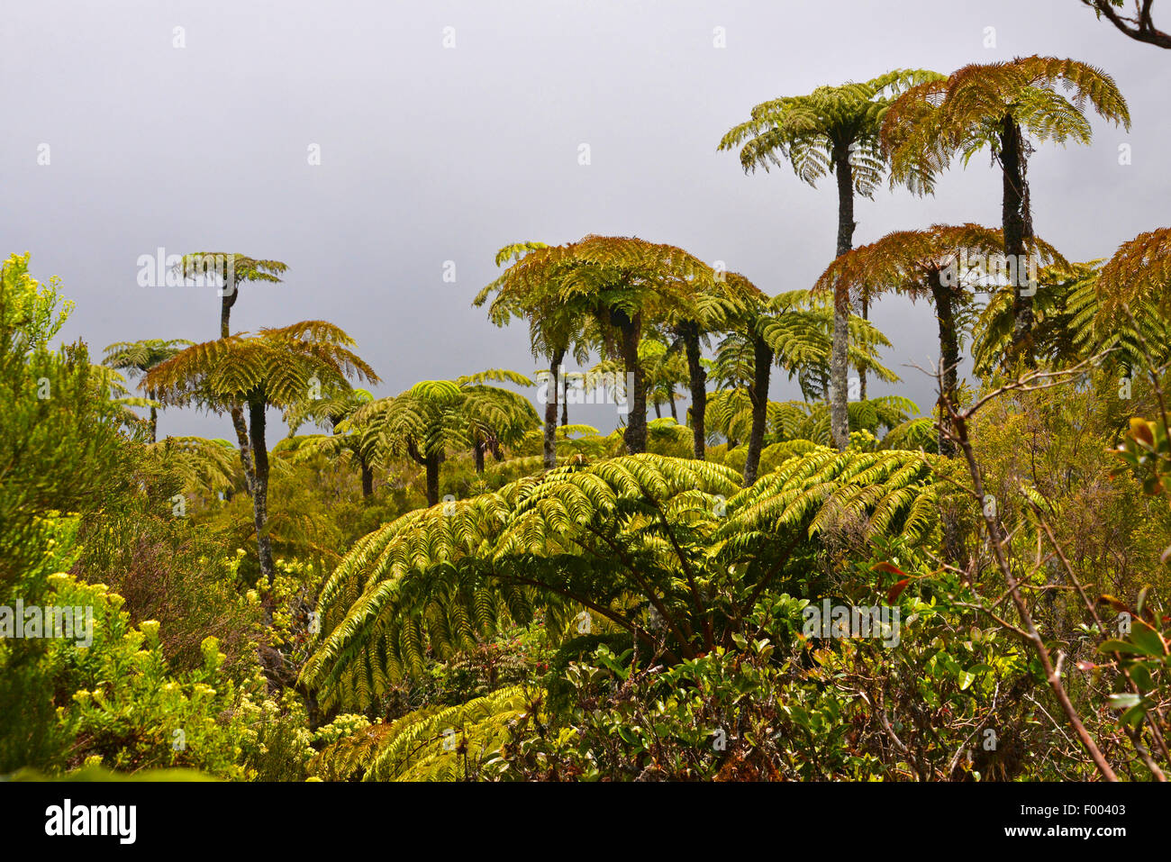 Fern árboles de bosque de helechos Foret de Fougeres , la reunión Foto de stock