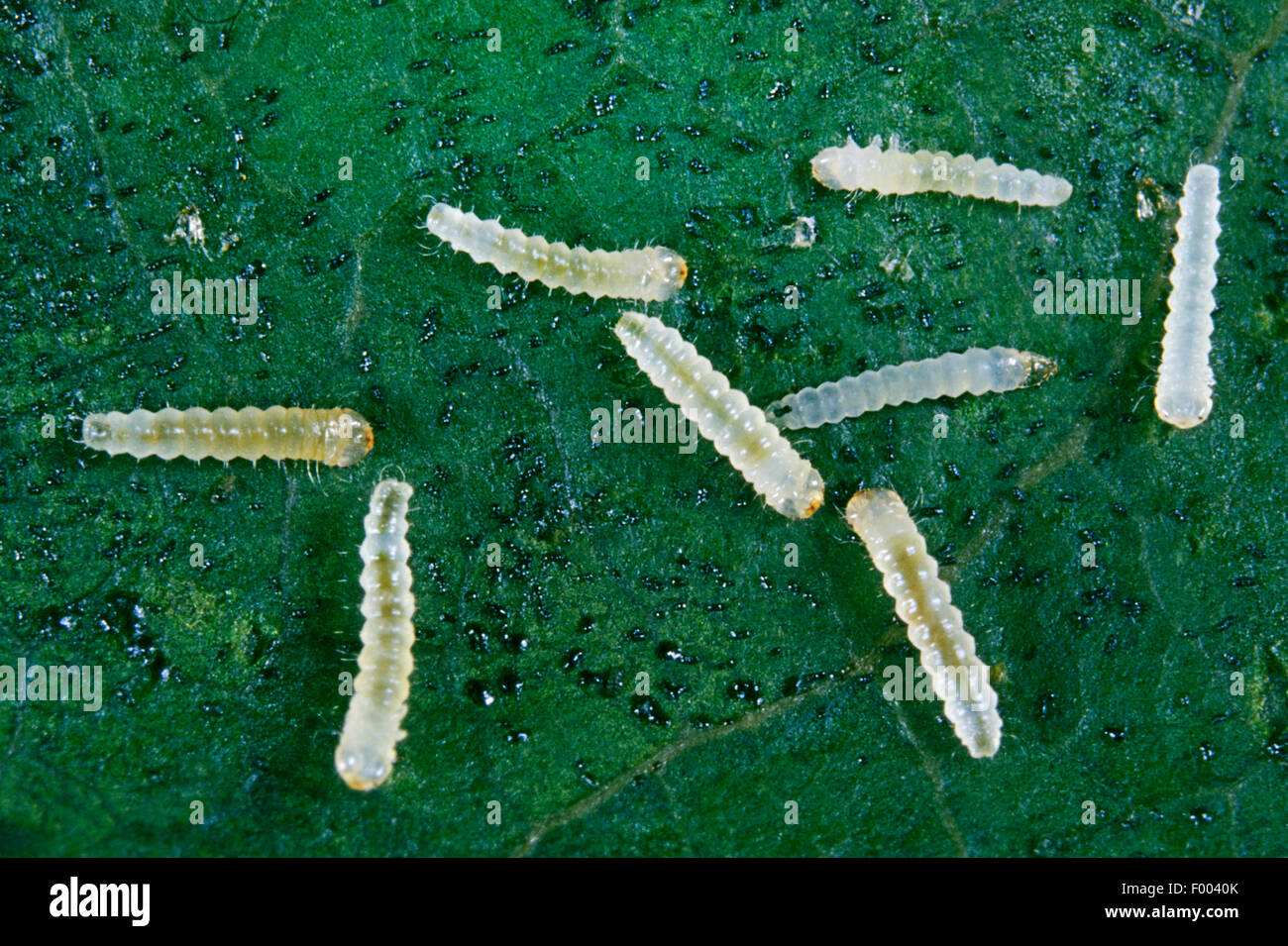 Lila (Gracillaria syringella minador), las larvas, Alemania Foto de stock