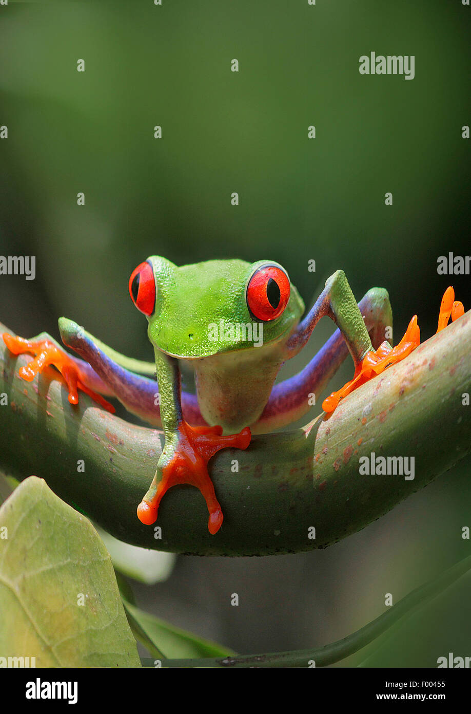 Red-eyed, treefrog redeyed treefrog, redeye treefrog, ojo rojo, rojo ojos treefrog (Rana Agalychnis callidryas) sobre una rama Foto de stock