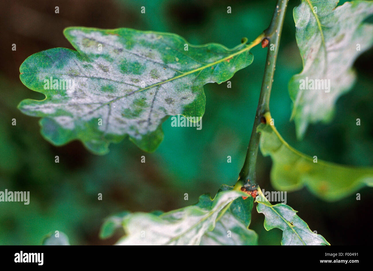 El oidio (Microsphaera alphitoides, Erysiphe alphitoides), sobre hojas de roble, Alemania Foto de stock