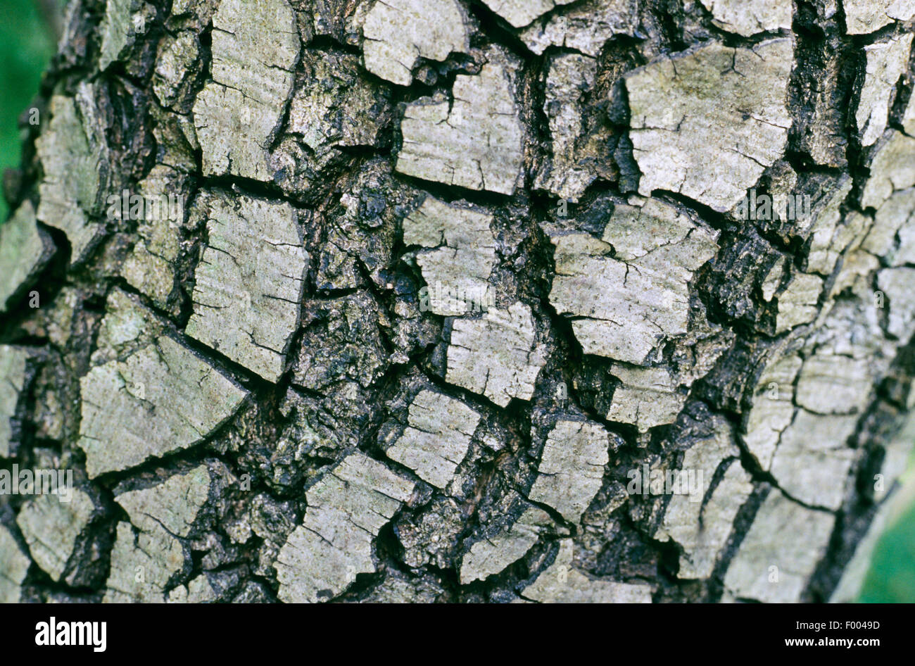 La encina (Quercus rotundifolia), corteza Foto de stock