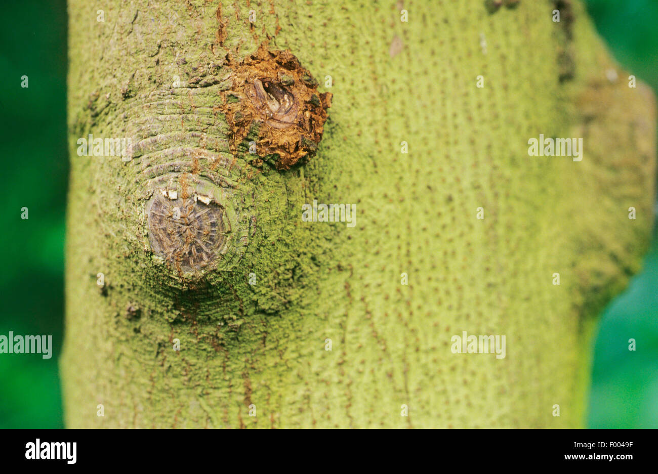 Tuerca karaka, Nueva Zelandia Laurel (Corynocarpus laevigatus), corteza Foto de stock