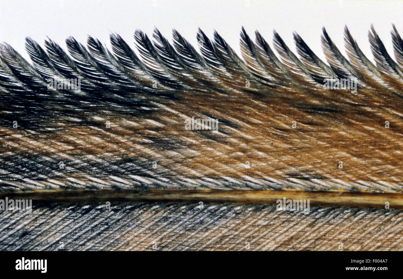 Lechuza de Campanario (Tyto alba), plumas de las alas con flecos de aislamiento acústico, Alemania Foto de stock