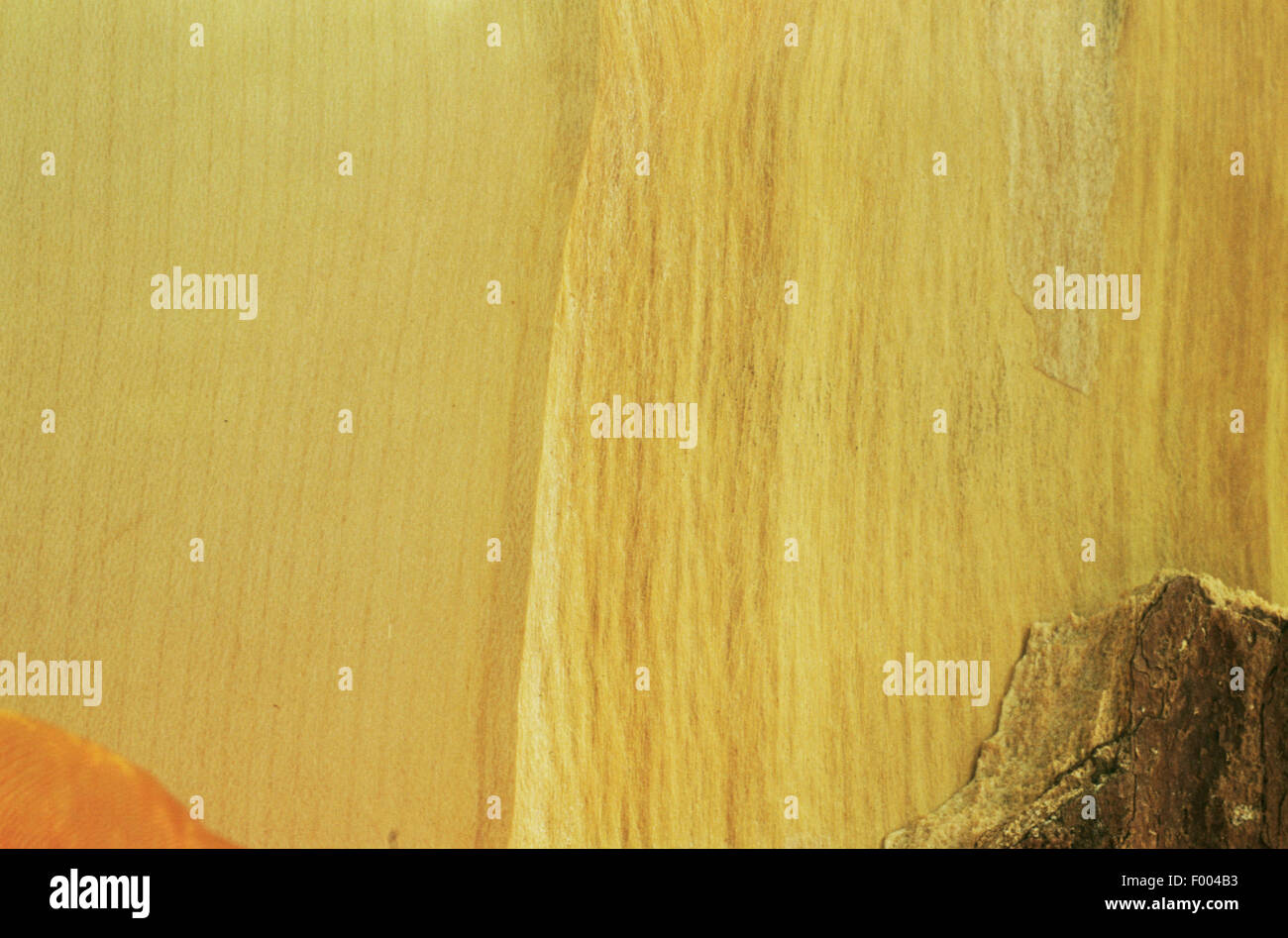 Arce sicómoro, gran arce (Acer pseudoplatanus), madera Foto de stock