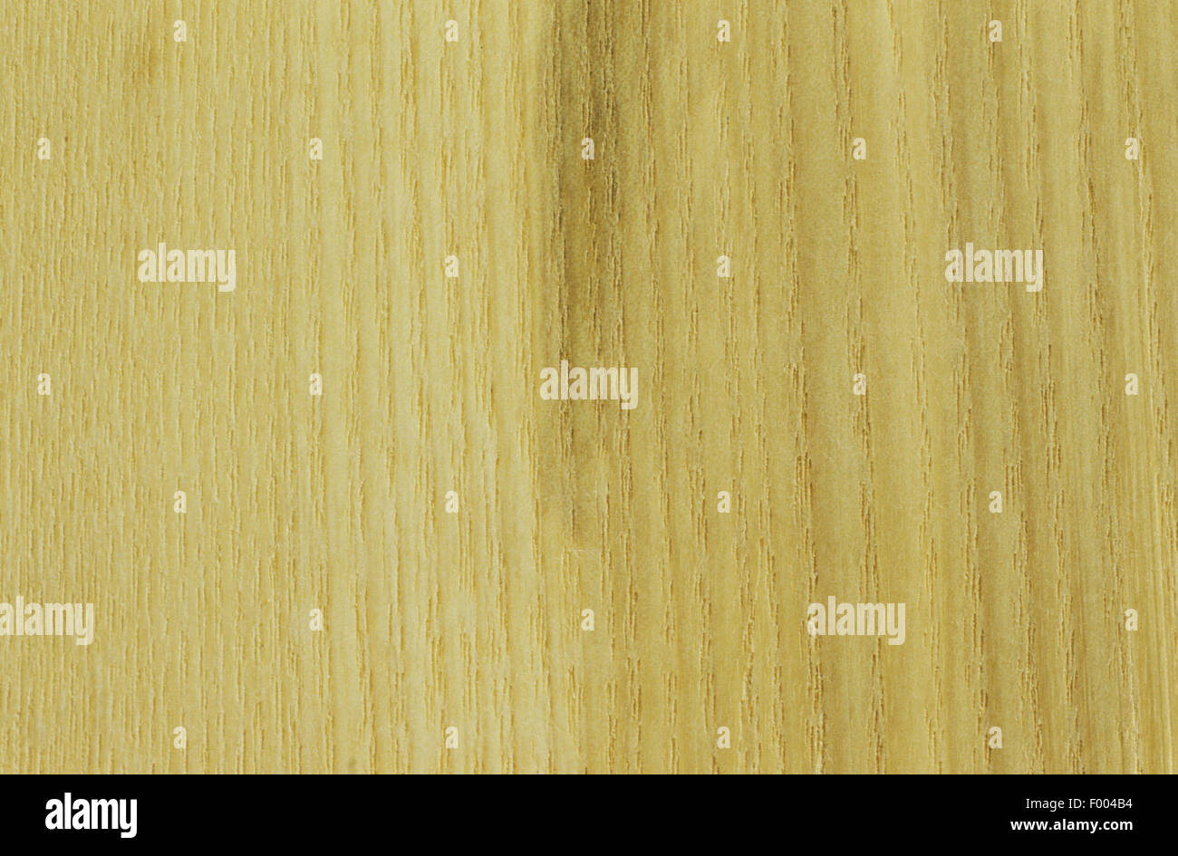 Fresno común, fresno europeo (fraxinus excelsior), madera Foto de stock