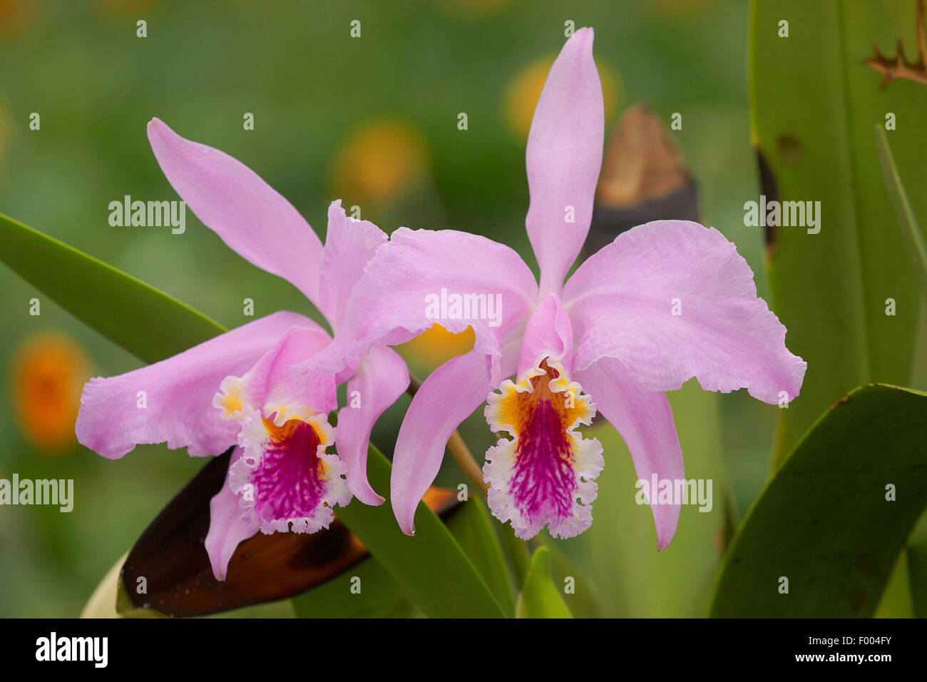 Cattleya (Cattleya mossiae), flores Fotografía de stock - Alamy