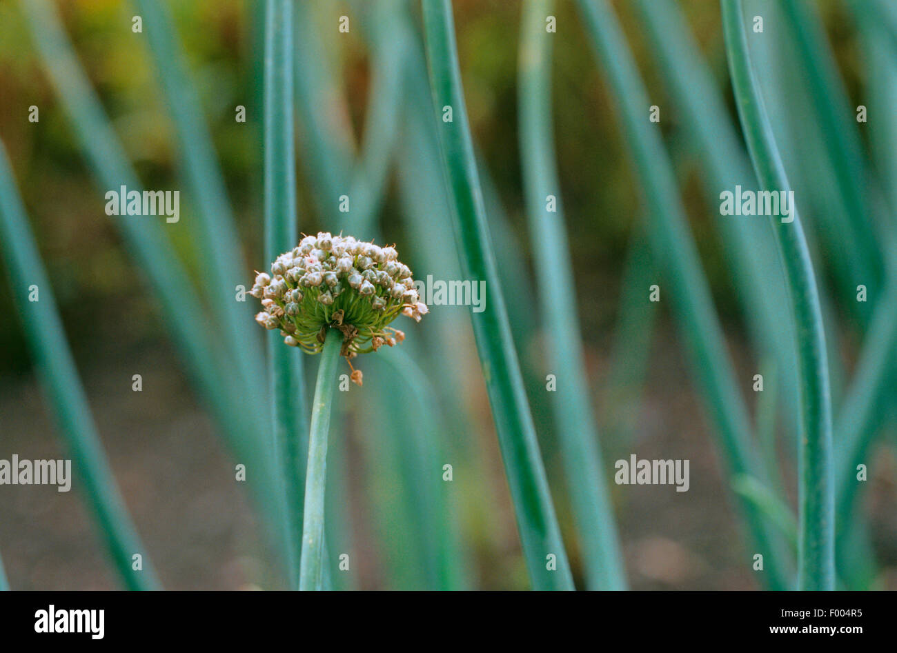 Snowdrop onoin (Allium galanthum), inflorescencia Foto de stock
