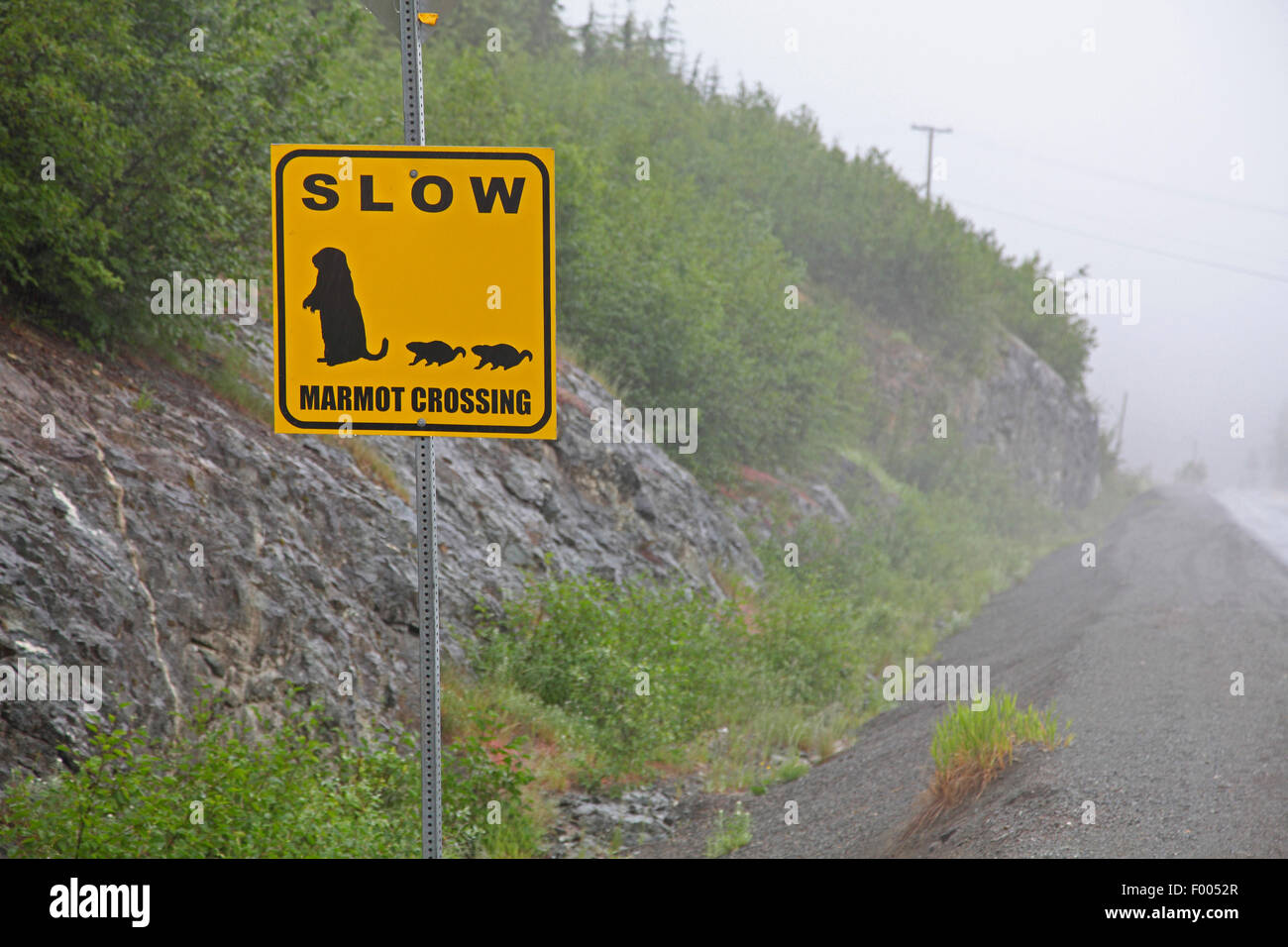 La marmota de la isla de Vancouver (Marmota vancouverensis), Etiqueta de advertencia conduzca despacio, Canadá, Vancouver Island, el Mount Washington Foto de stock