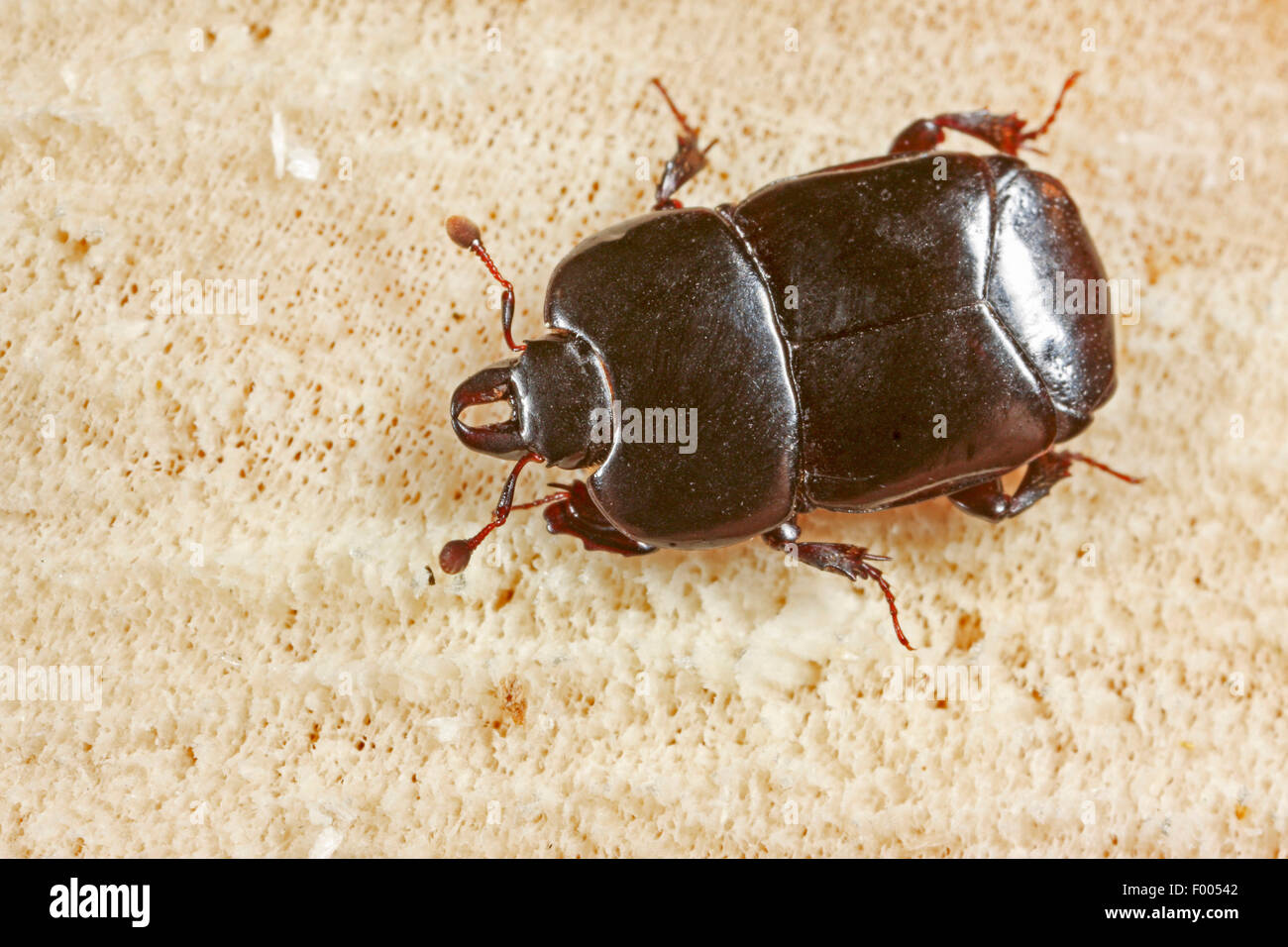 Imitar Hololepta escarabajo (plana), sobre madera, Alemania Foto de stock