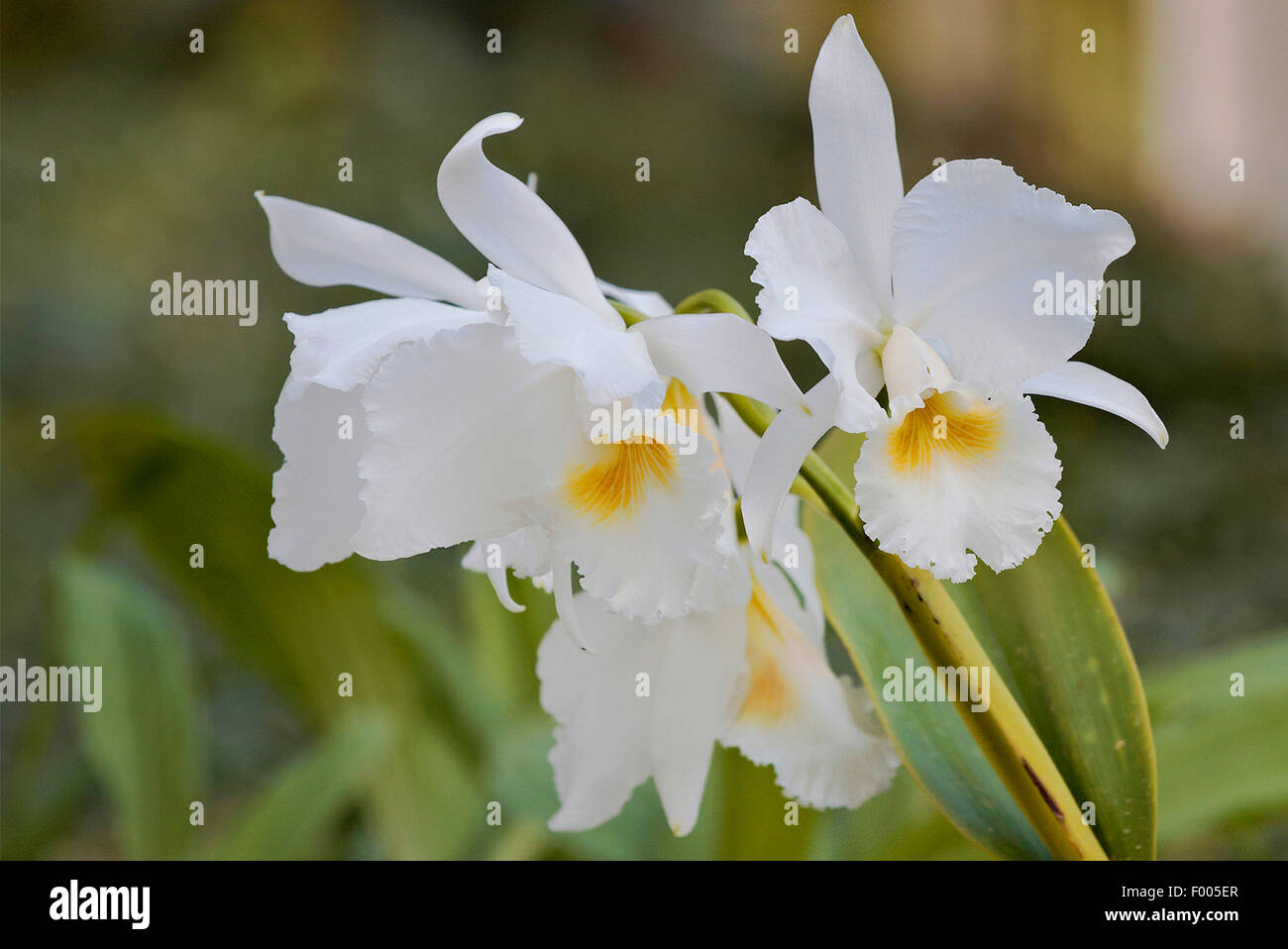 Orquídea Cattleya (Cattleya labiata alba Angerer, Cattleya labiata alba  Angerer'), flores Fotografía de stock - Alamy