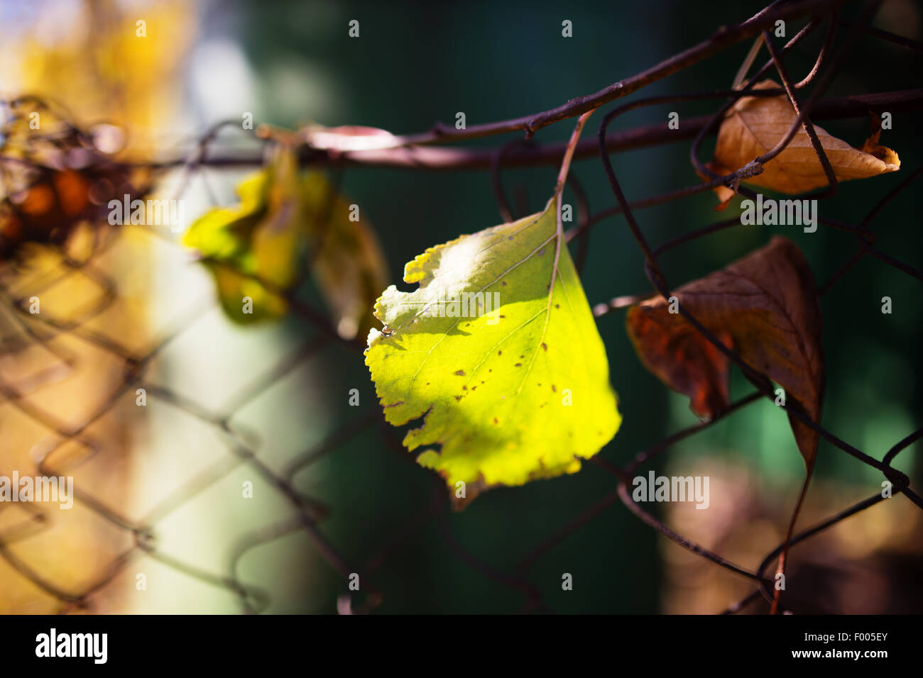 Una hoja de otoño caído sobre una valla de alambre, en backligt Foto de stock