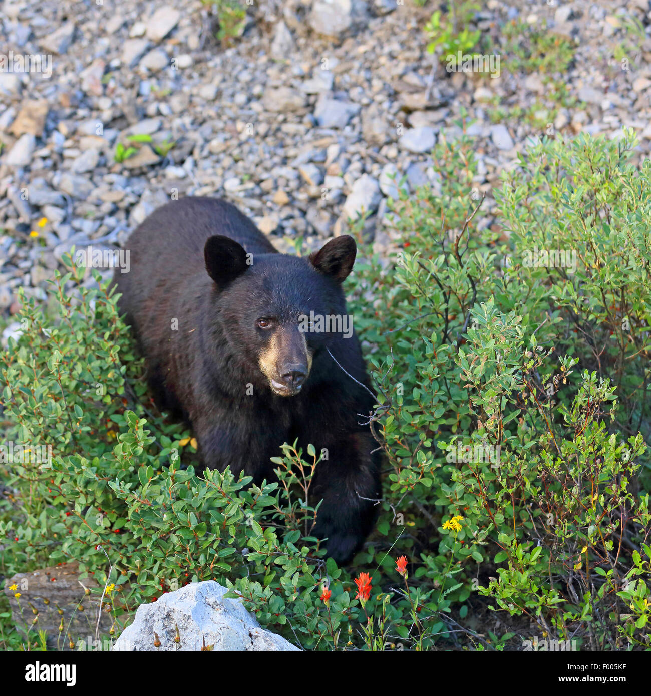 Oso negro americano (Ursus americanus), el oso de pie en los sauces, arbustos, Alberta, Canadá El Parque Nacional Banff Foto de stock